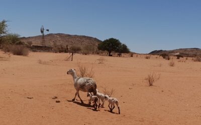 Breeding for the Future: The Genetic Strength of Damara Sheep