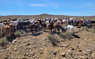 Sustainable Farming Starts with the Right Breed