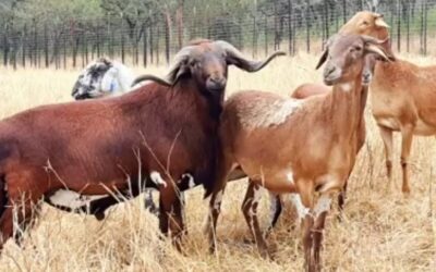 Winter Resilience: Why the Damara Thrives When Conditions Get Tough