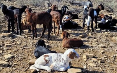 Building Legacy: Why Damara Sheep Belong in Your Long-Term Farming Plan