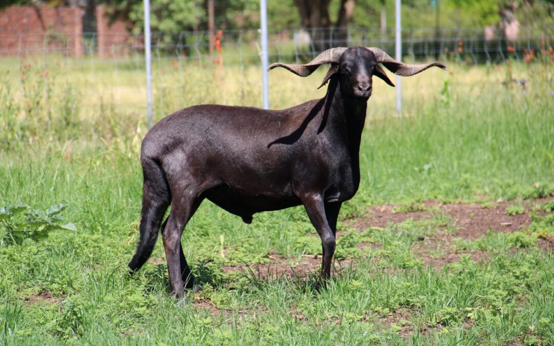 Future-Proof Farming: Why the Damara Should Be Your First Choice in 2026