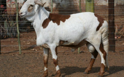 Resilience in Every Season: Why the Damara Thrives Where Other Breeds Struggle