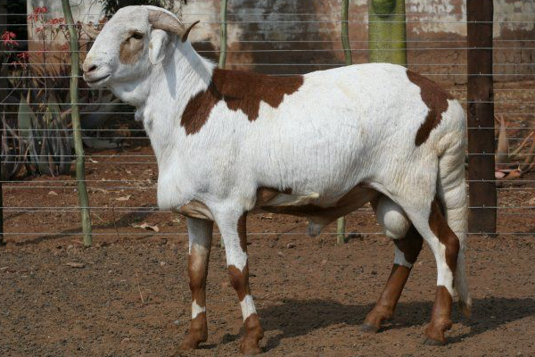 Resilience in Every Season: Why the Damara Thrives Where Other Breeds Struggle