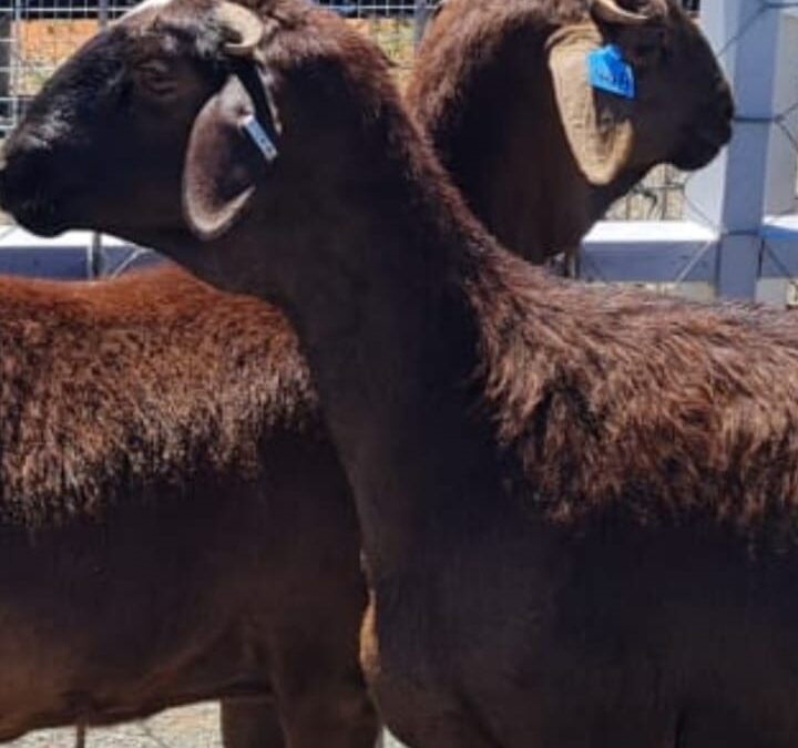 Autumn Management: Preparing Your Damara Flock for the Cooler Months