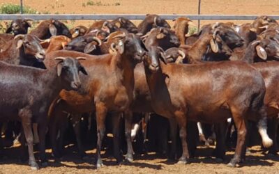 Winter Strength: Why the Damara Performs When Conditions Get Tough