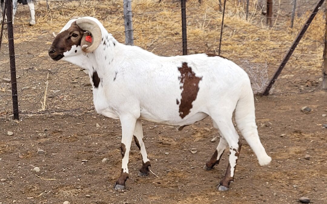 Beyond Survival: Why Damara Sheep Stay Productive Through Winter