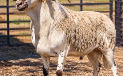 The Spring Shed: How the Damara’s Coat Works With the Seasons